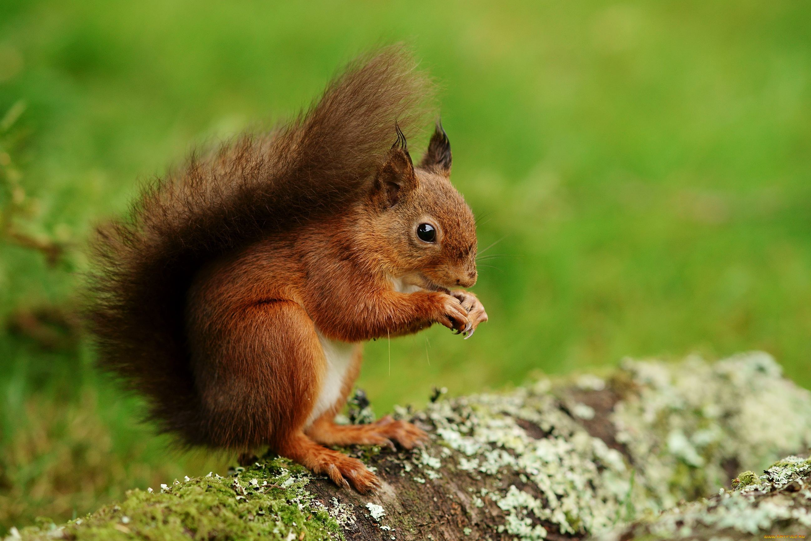 животные, белки, белка, орехи