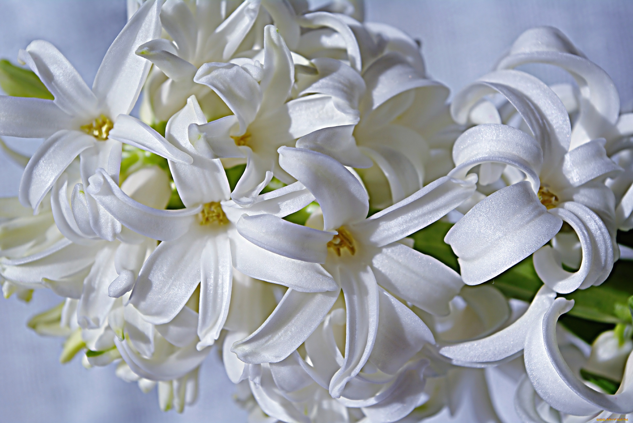 цветы, гиацинты, макро