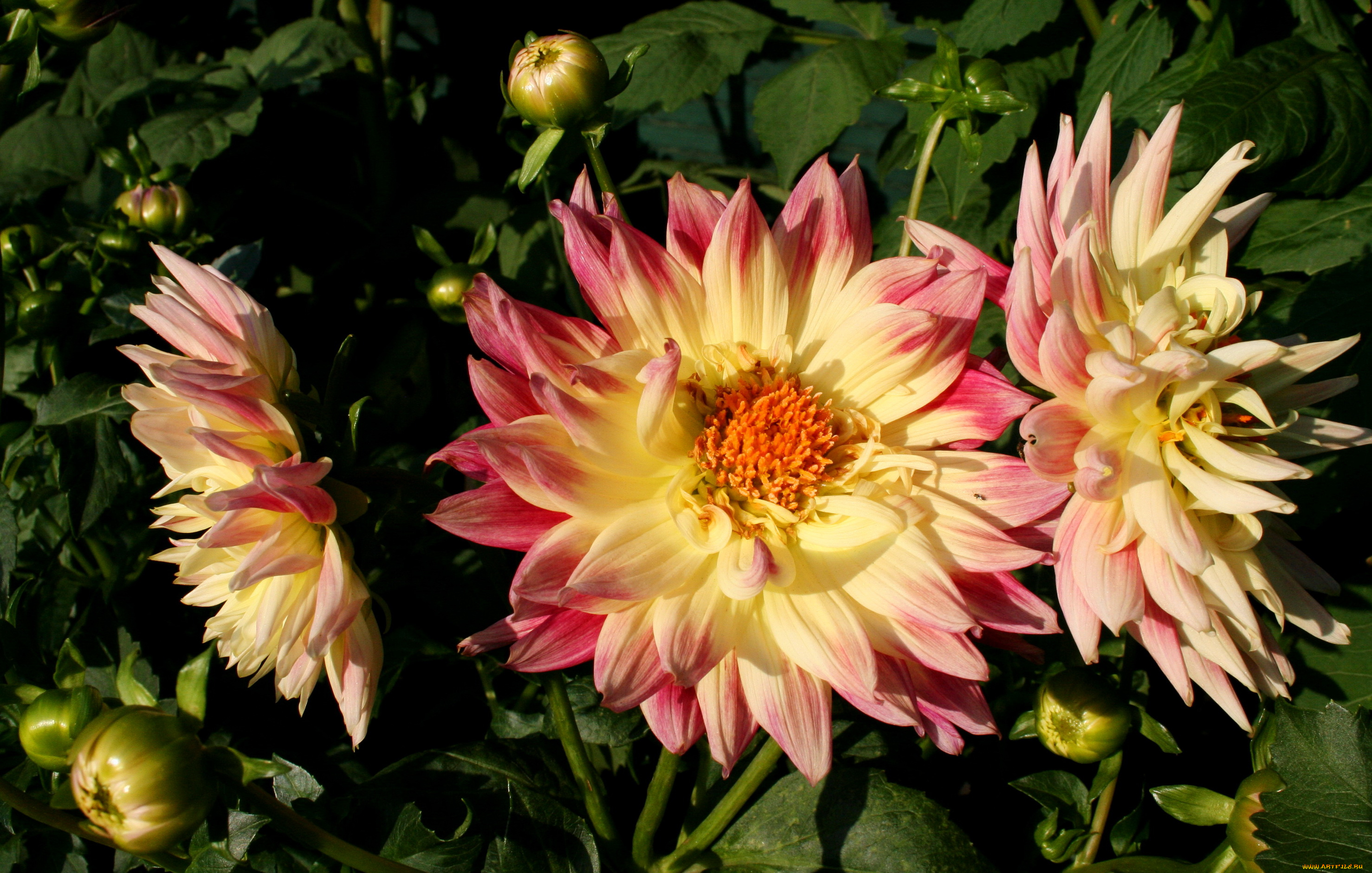 цветы, георгины, сад