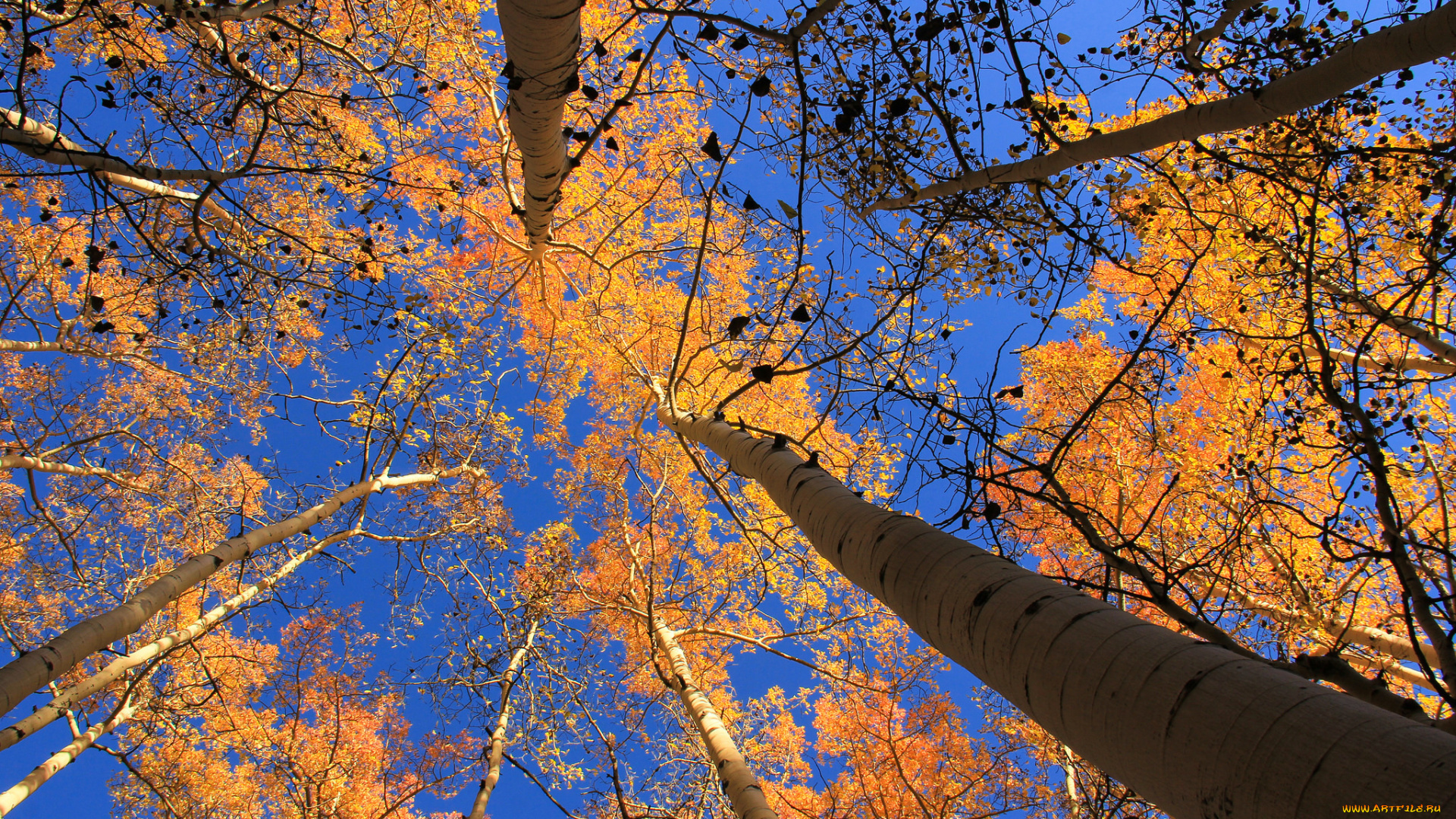 природа, деревья, небо, осень, листья, осина, сша, колорадо, аспен