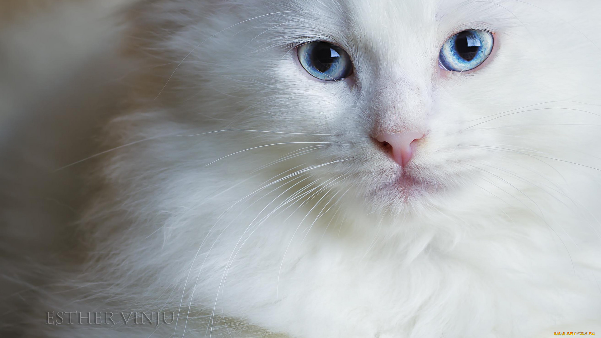 животные, коты, киса, коте, котёнок, белый, голубые, глаза, взгляд