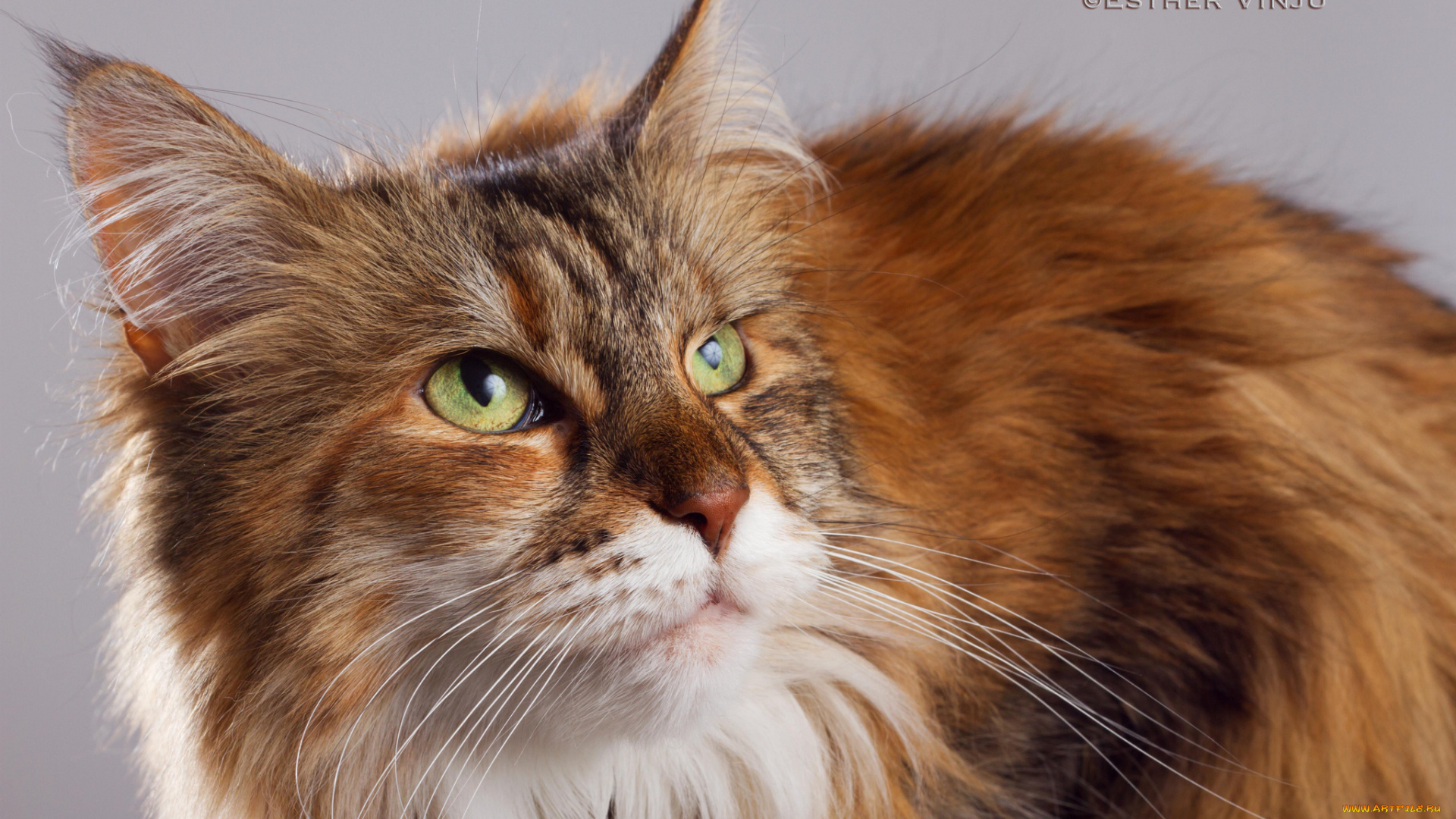 животные, коты, киса, коте, рыжая, зелёные, глаза, ушки, усы, пушистая, фон