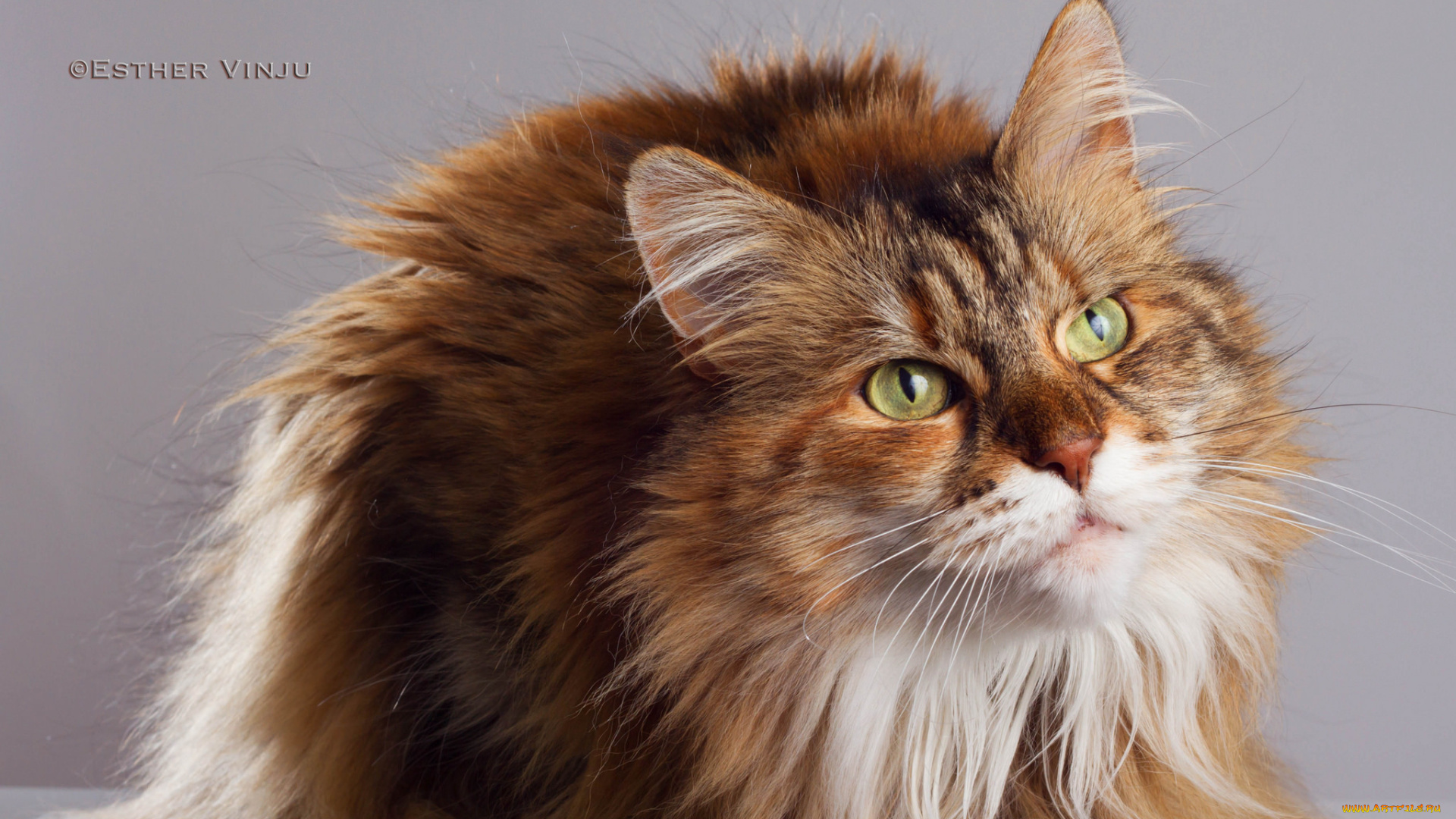 животные, коты, киса, коте, рыжая, зелёные, глаза, ушки, усы, пушистая, фон
