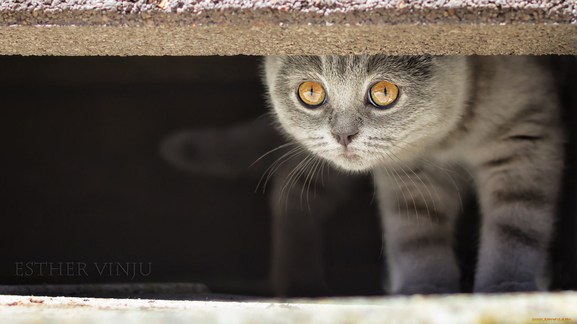 животные, коты, кот, киса, коте, серый, взгляд