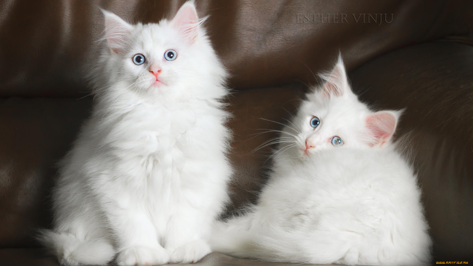 животные, коты, котята, белые, пушистые, кожаный, диван