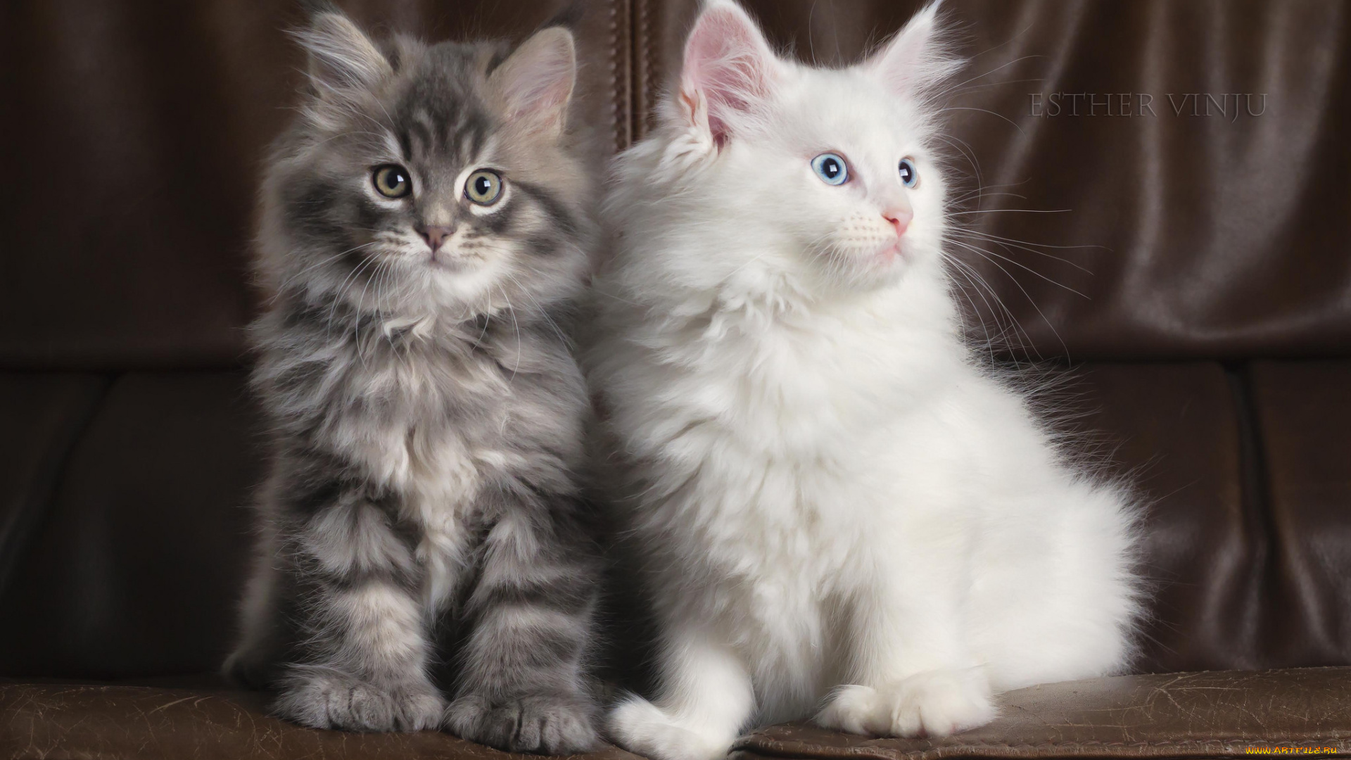 животные, коты, пара, белый, серый, комната, кожаный, диван