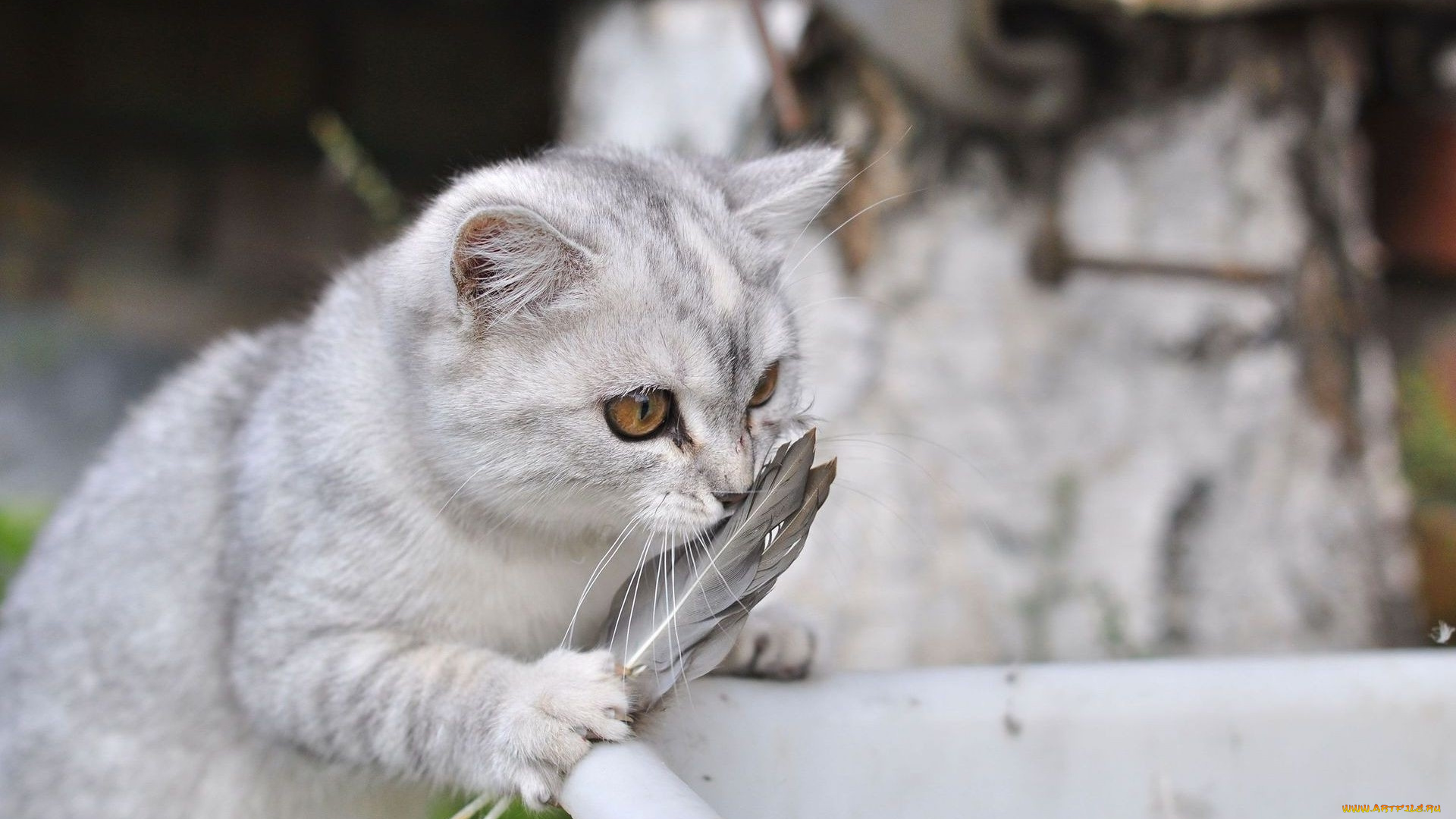 животные, коты, перья, кот