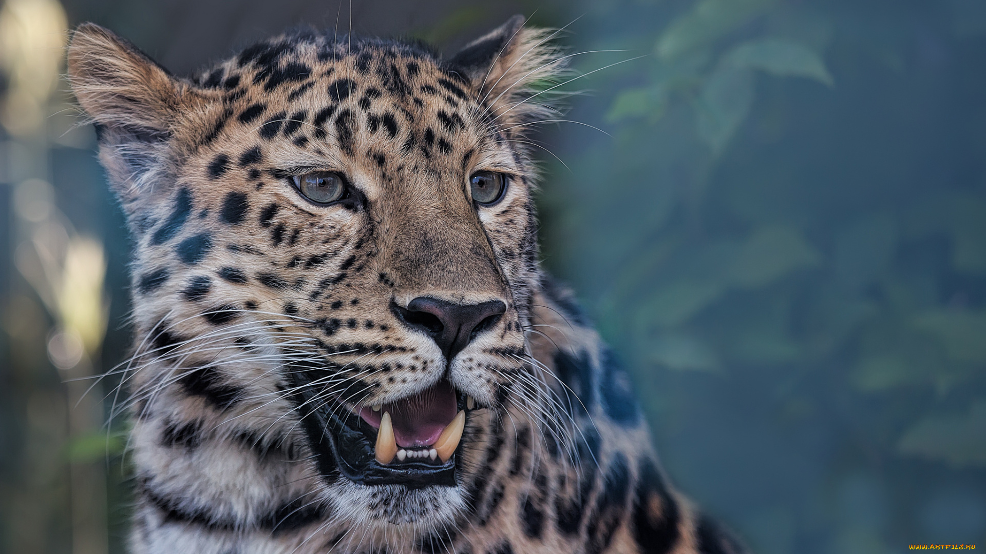 животные, леопарды, пасть, леопард, голова