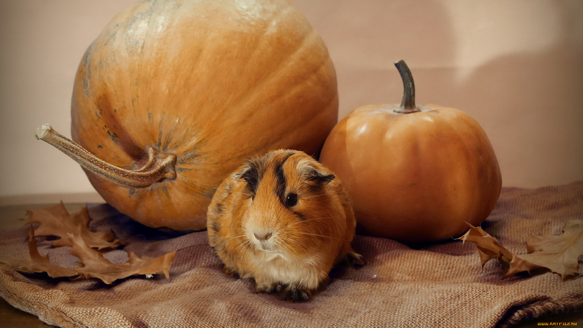 животные, морские, свинки, , хомяки, тыква, осень, ноябрь, морская, свинка