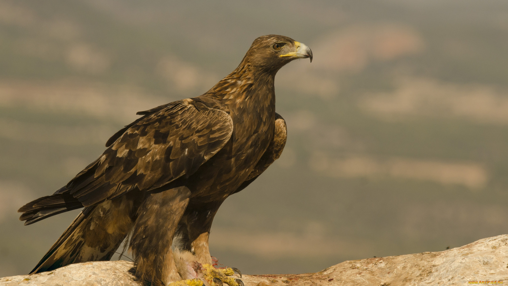 животные, птицы, -, хищники, орел