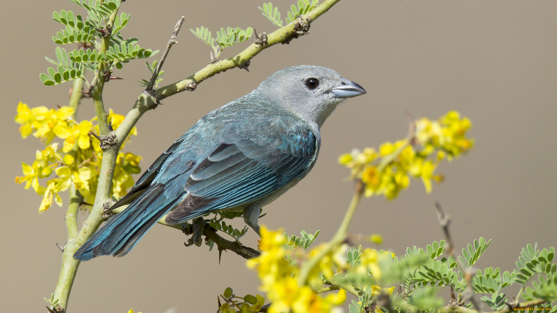 животные, птицы, цветы, ветка, клюв, перья, серая, птица, акация