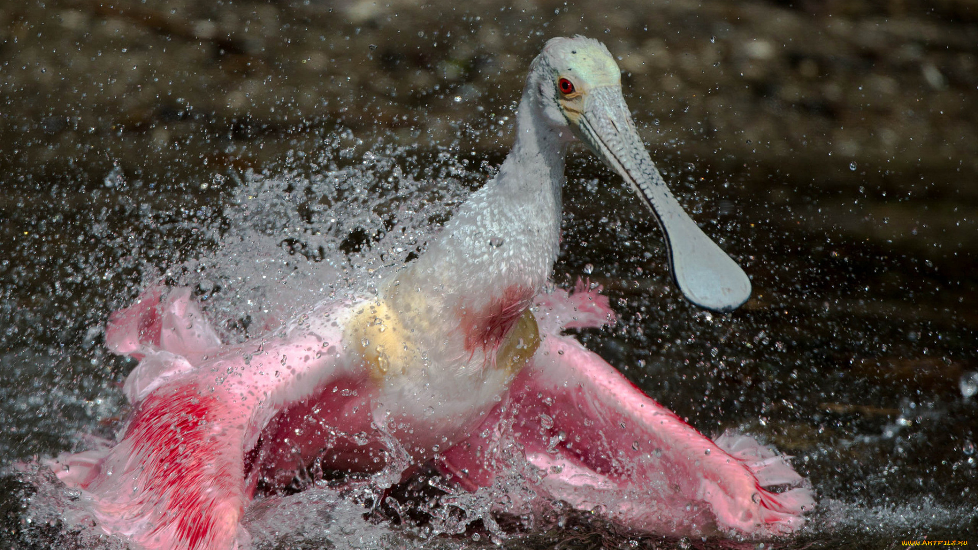 животные, птицы, капли, брызги, клюв, вода, розовая, птица