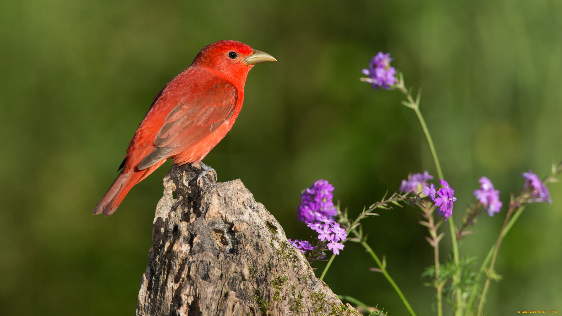 животные, птицы, птца, цветы, фон, пень