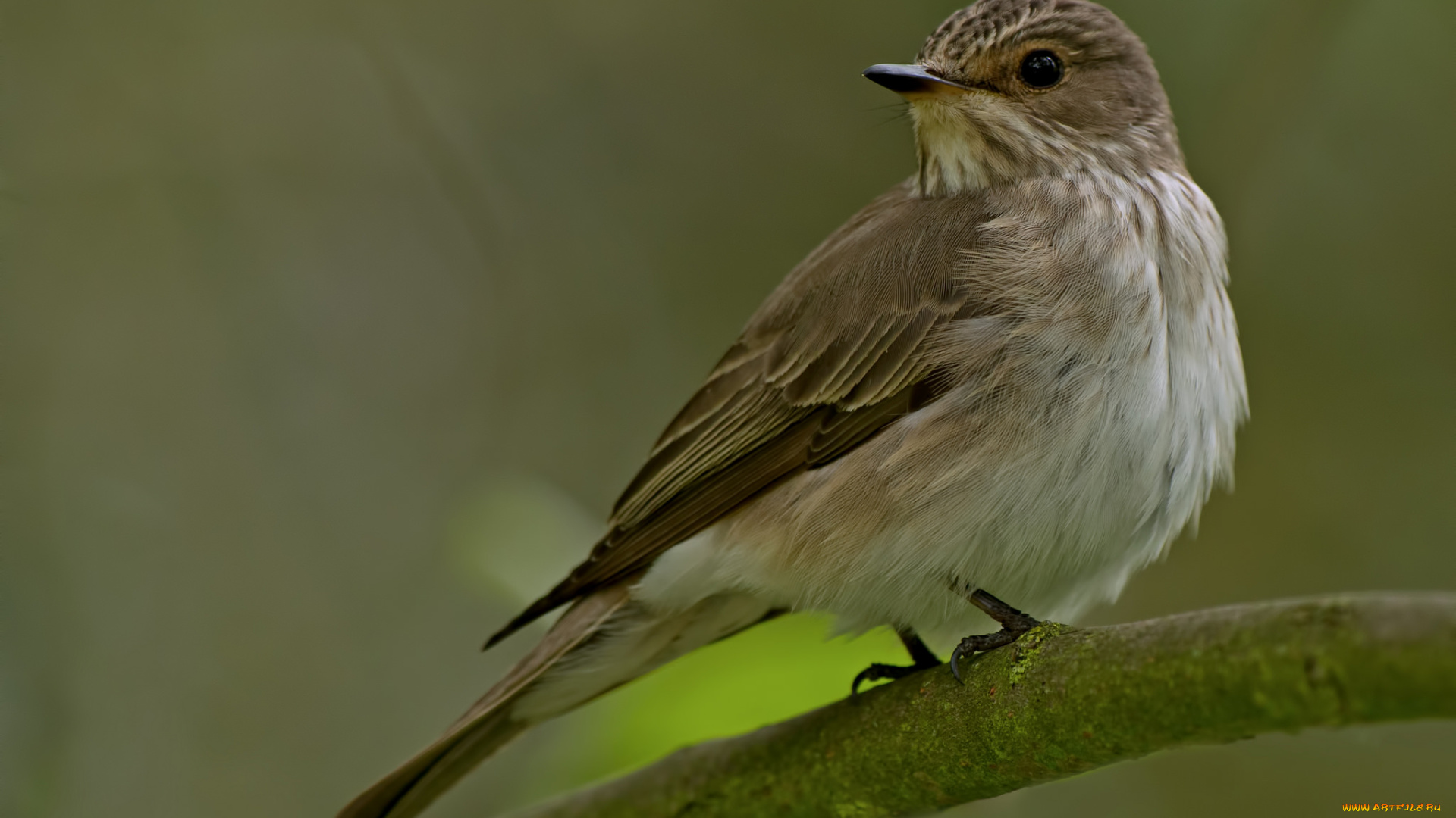 животные, птицы, птица, фон, ветка