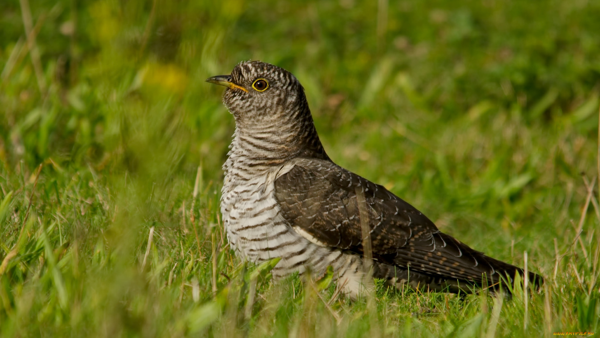 животные, птицы, птица, полосатая, трава
