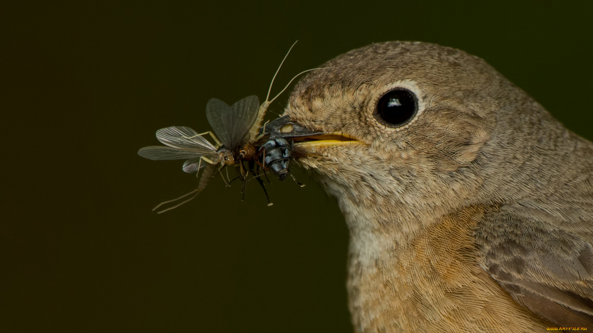 животные, птицы, птица, портрет, клюв, глаз, добыча, еда, насекомые