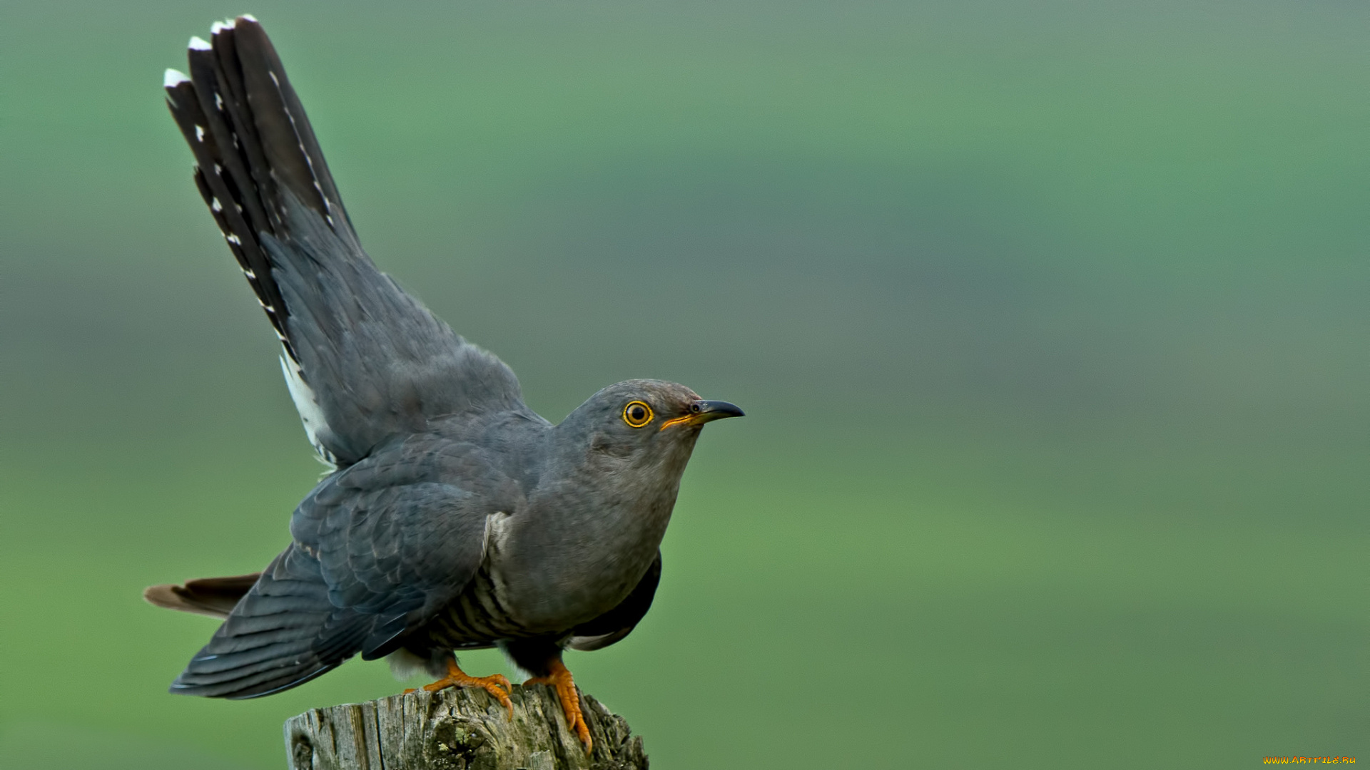 животные, птицы, птица, серая, кукушка, пень, фон, елёный