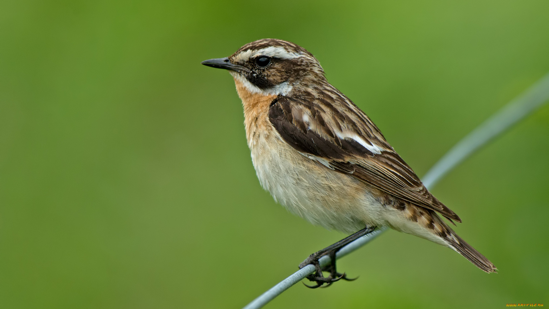 животные, птицы, птица, зелень, зелёный, фон, проволока