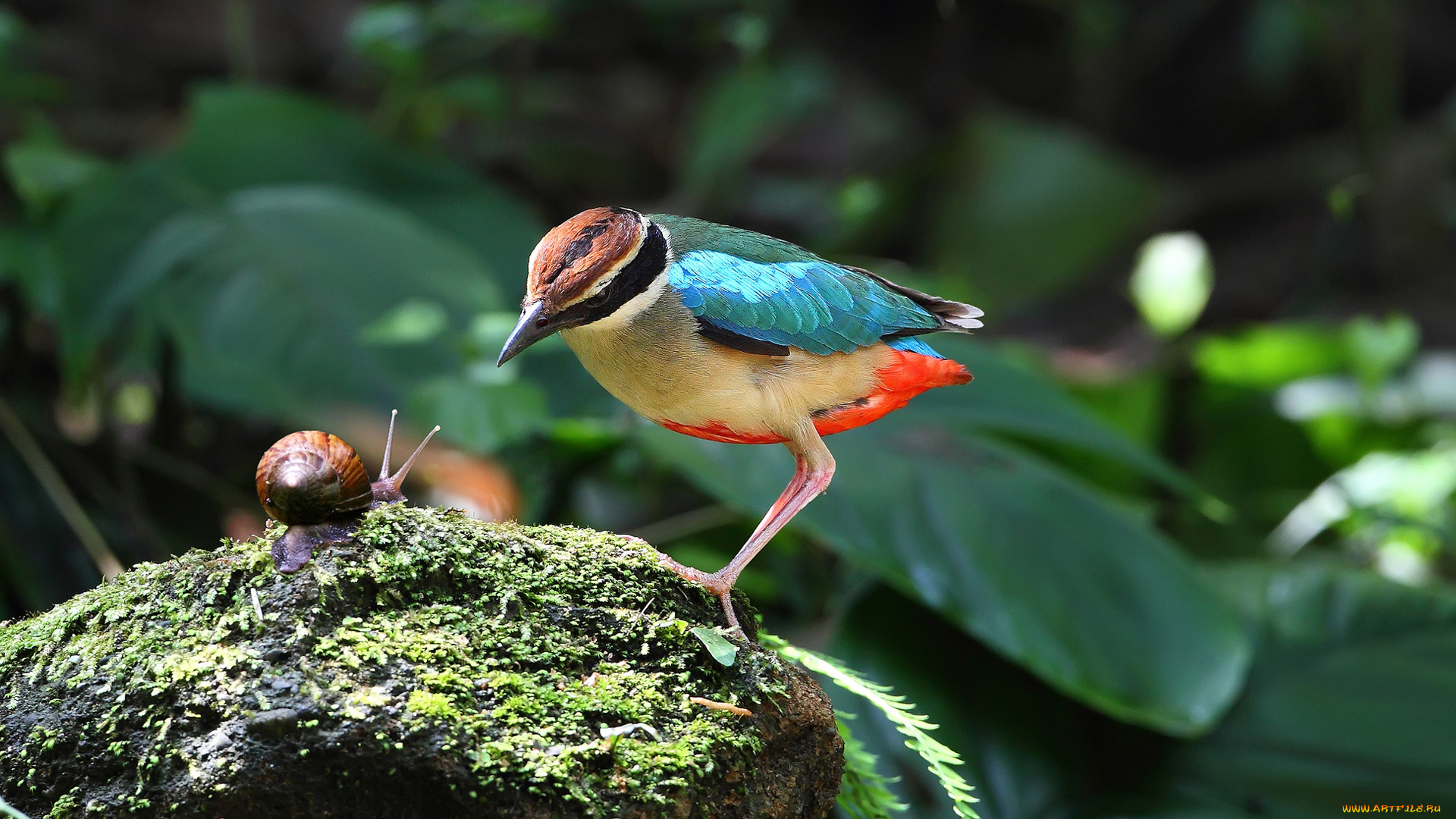 животные, разные, вместе, природа, растения, камень, улитка, птица