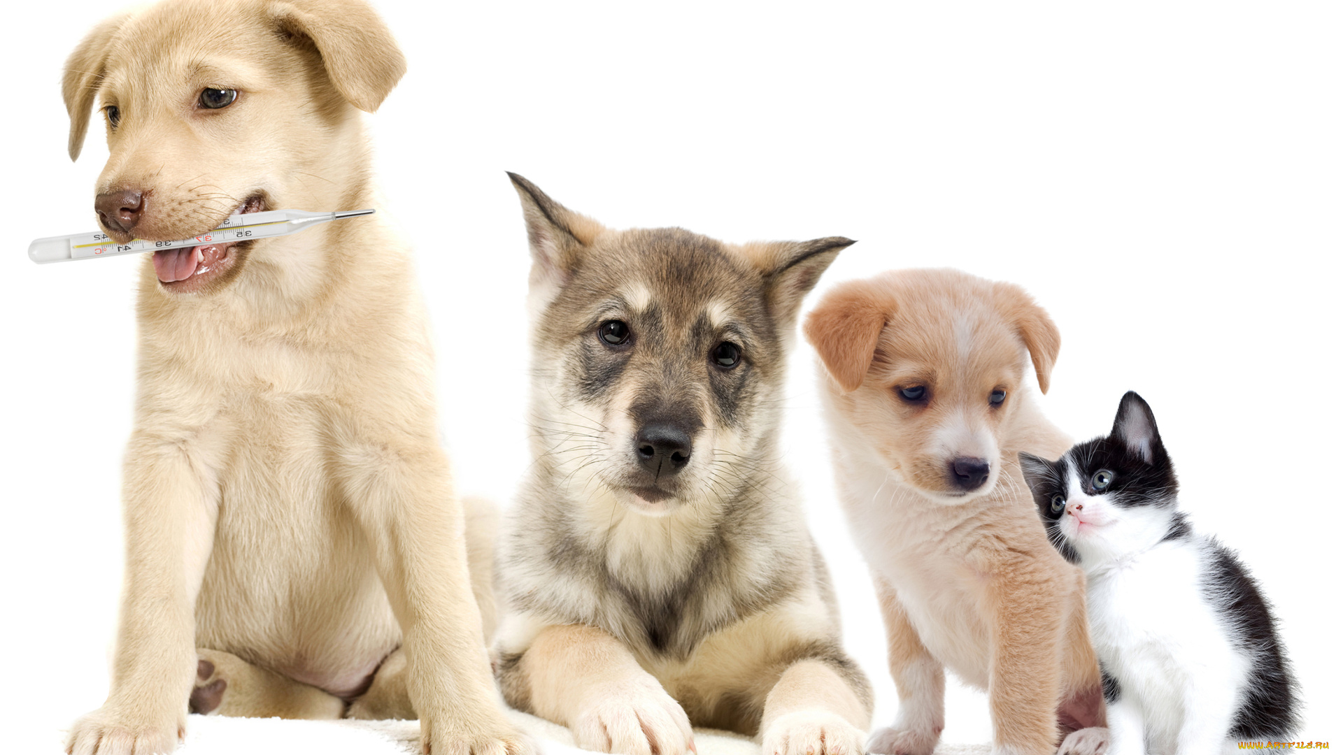 животные, разные, вместе, собаки, щенки, градусник, котенок, фон, белый, разные
