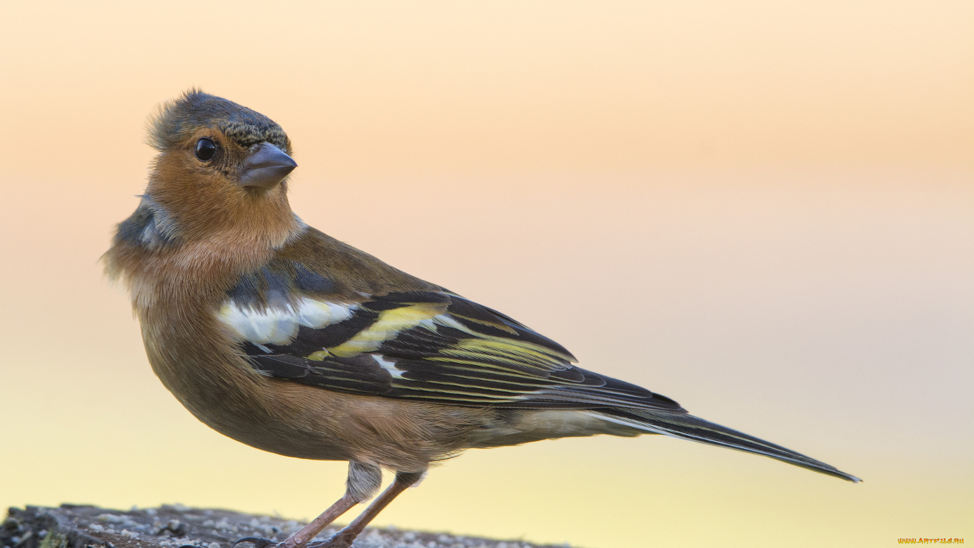 животные, щеглы, , чижи, щегол