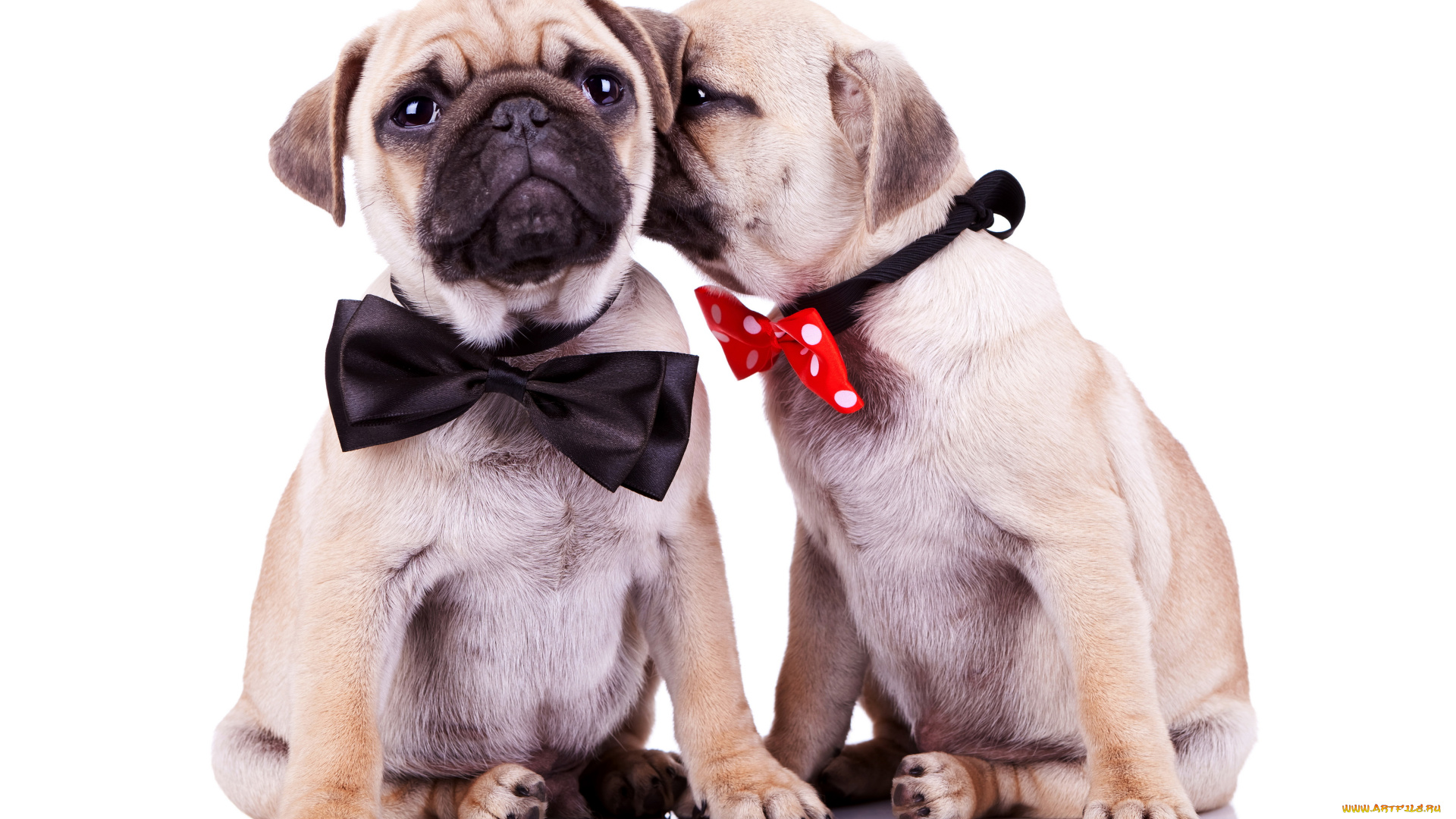 животные, собаки, бантик, мопс