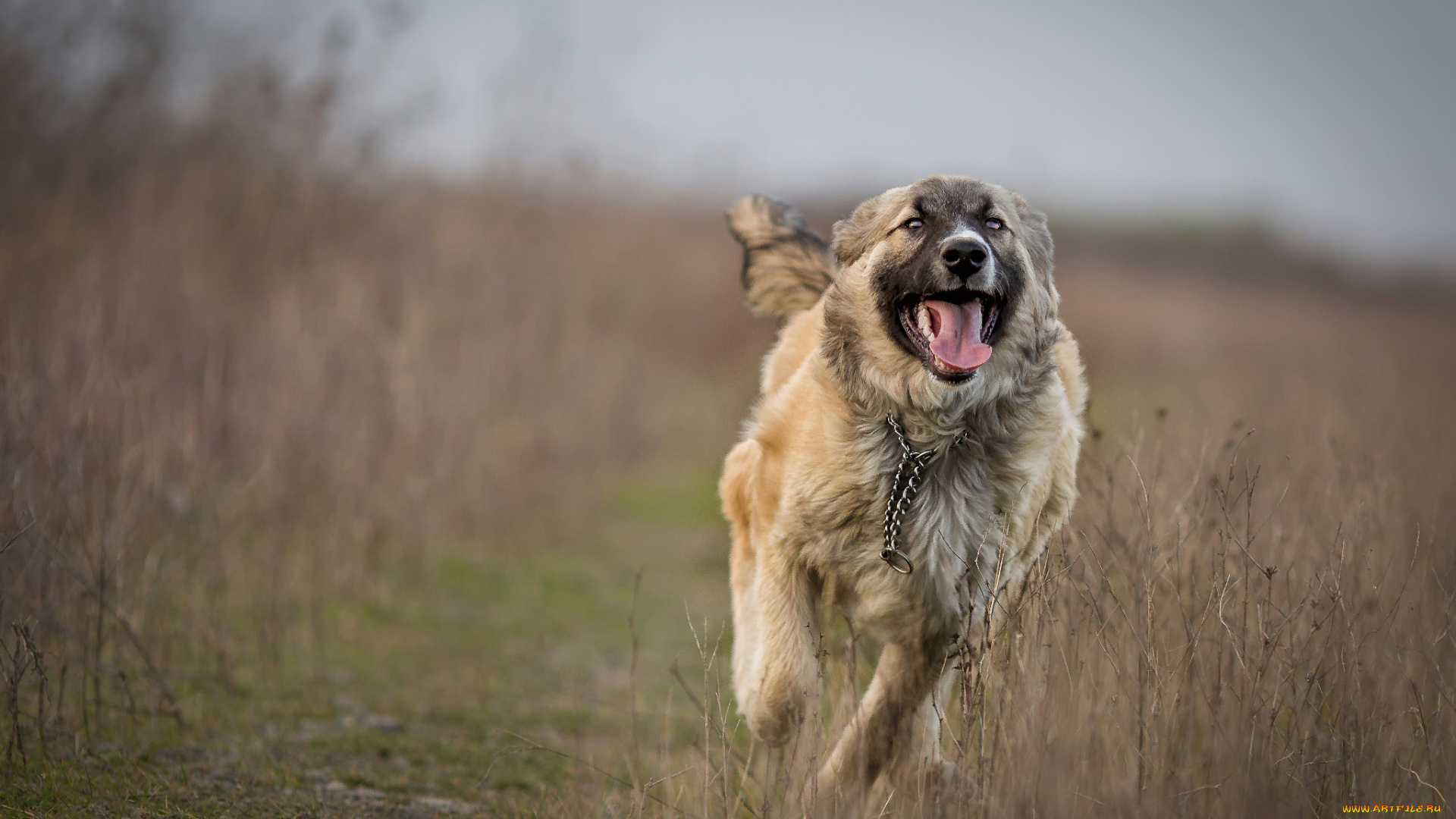 животные, собаки, бег, поле, собака
