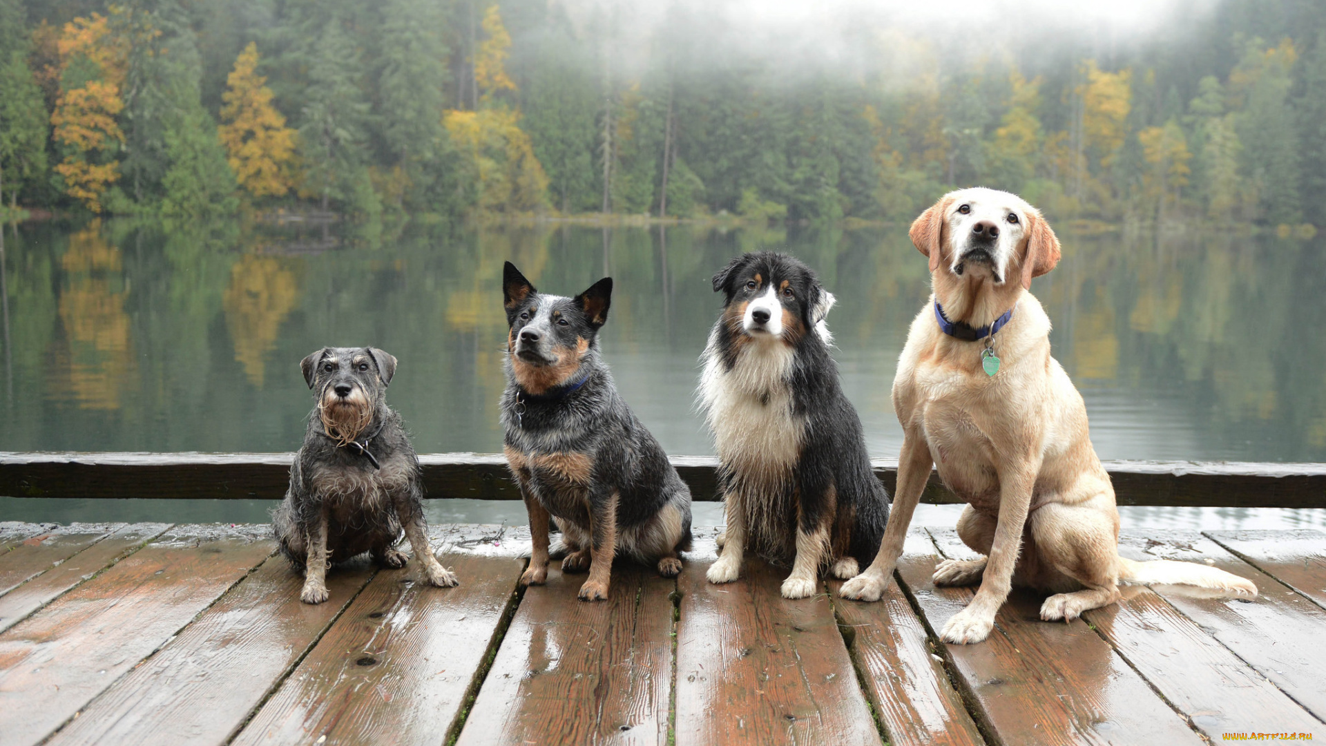 животные, собаки, озеро, лес, друзья