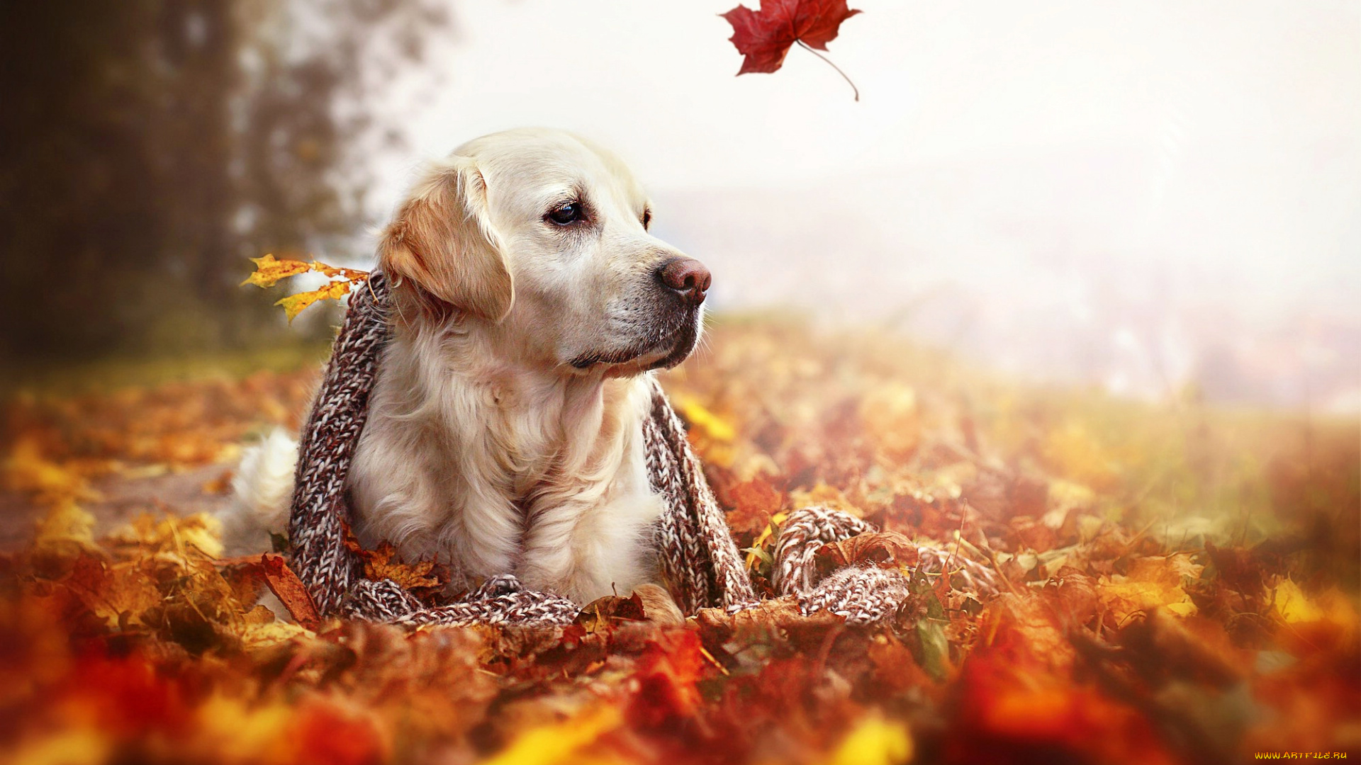 животные, собаки, природа, шарф, осень, листья, ретривер, собака