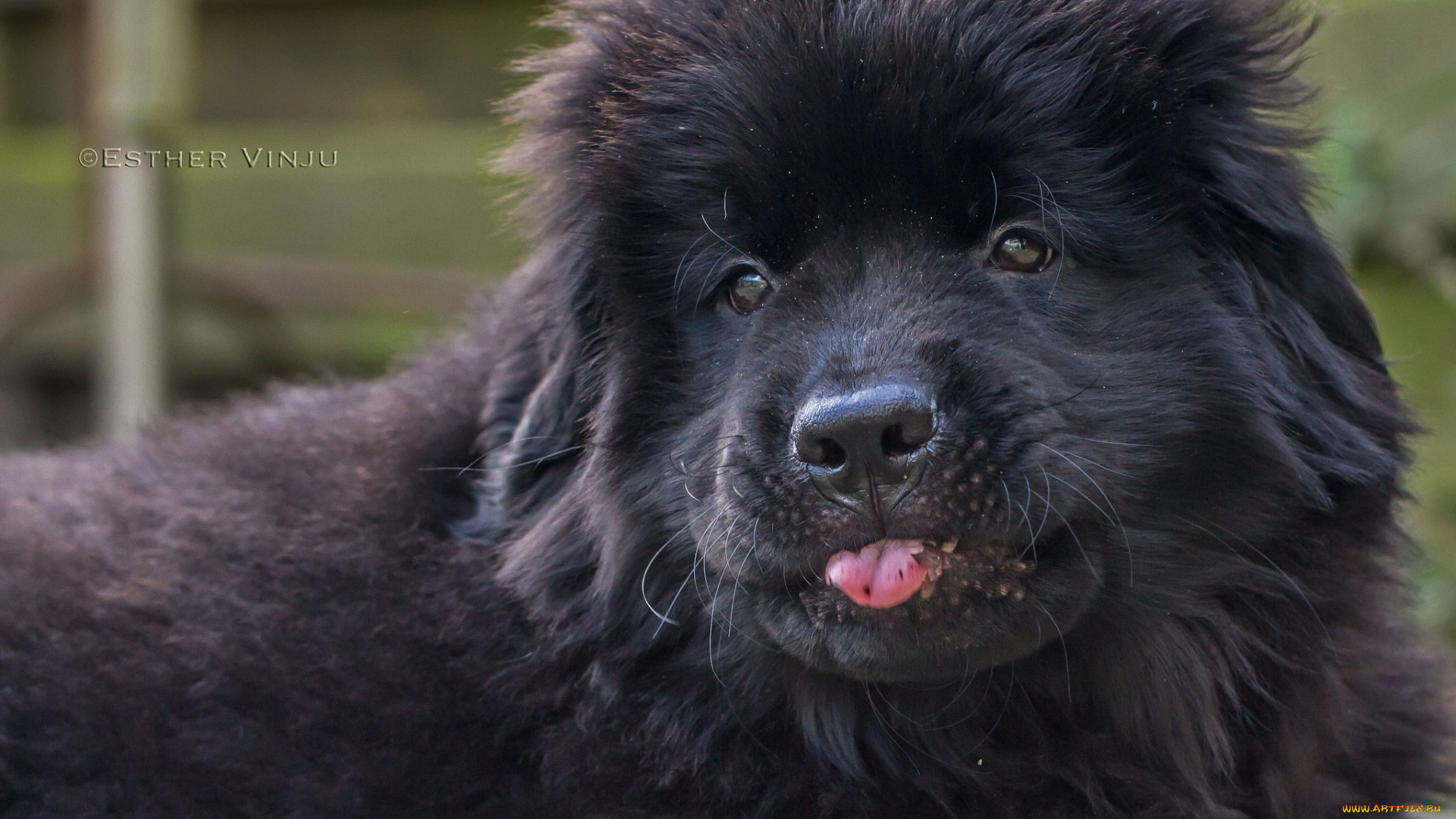 животные, собаки, собака, чёрная, взгляд, пушистая, язык