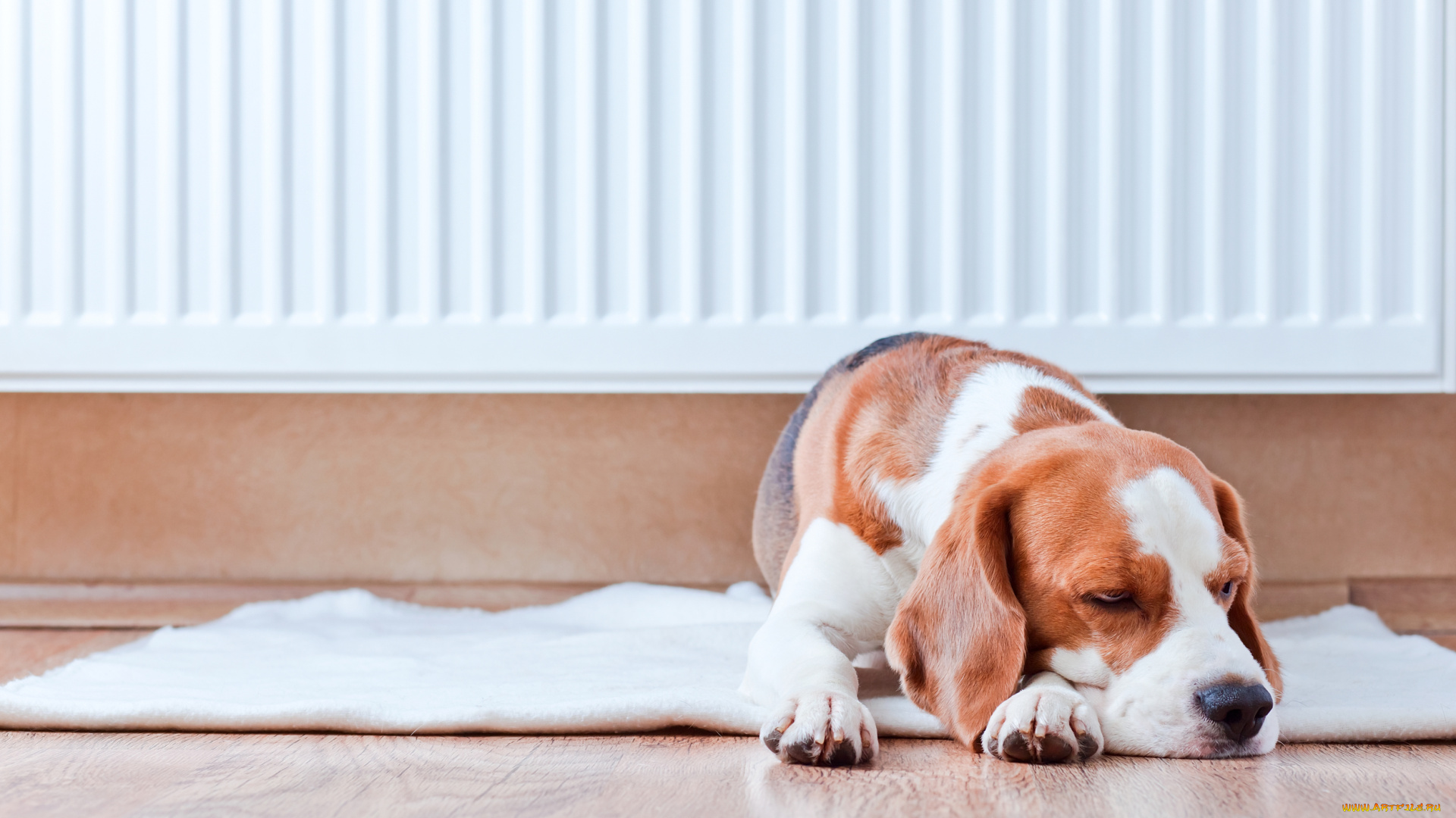 животные, собаки, собака, лапы, коврик, пол, стена