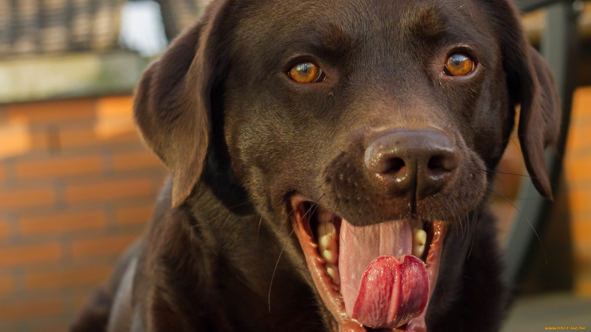 животные, собаки, собака, пасть, язык
