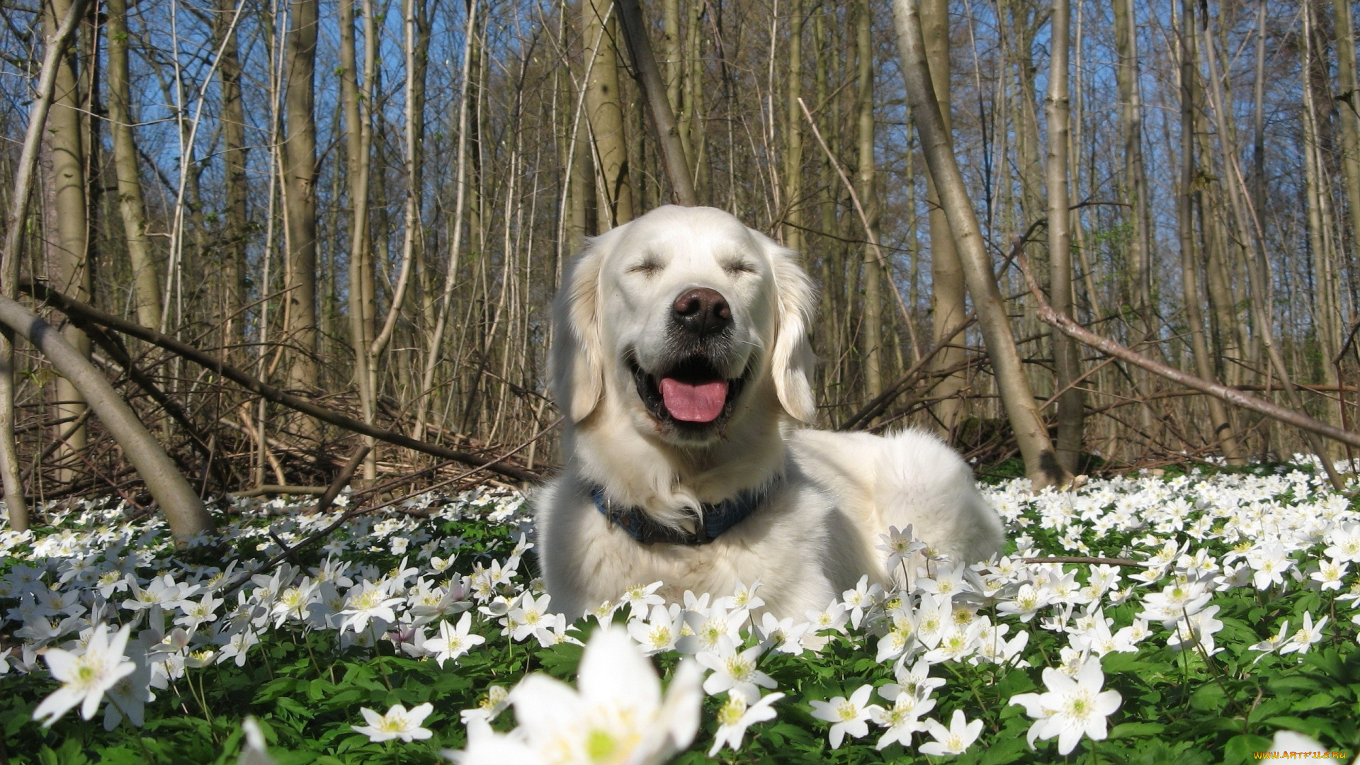животные, собаки, взгляд, цветы, поляна, собака