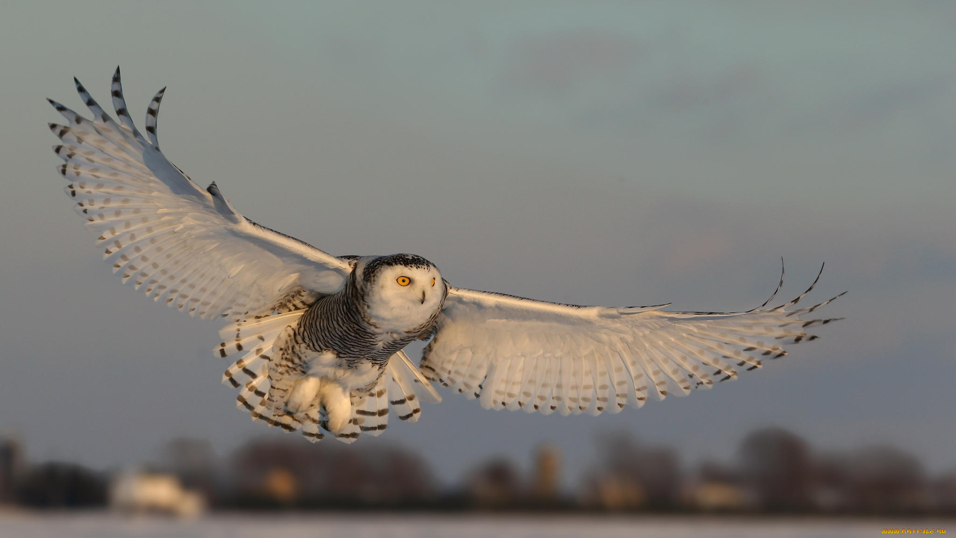 животные, совы, сова, крылья, полёт