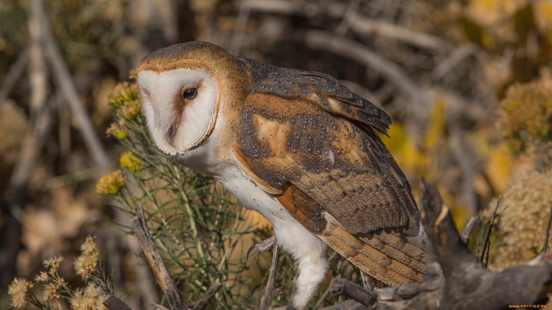 животные, совы, взгляд, птица, природа, сова