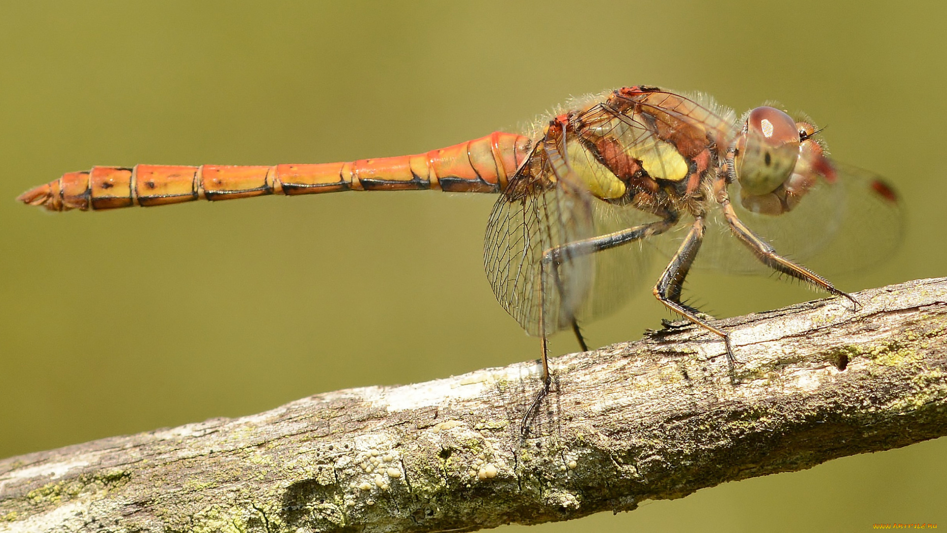 животные, стрекозы, крылья, стрекоза
