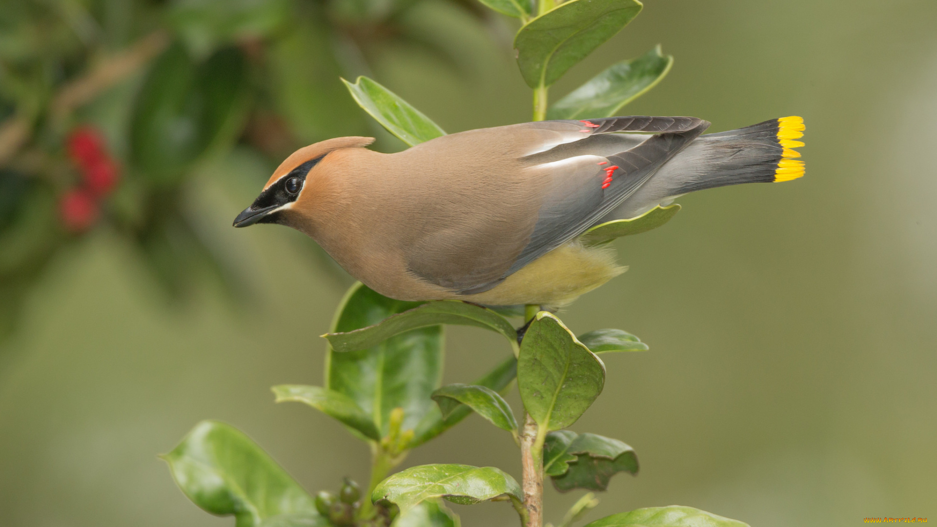 животные, свиристели, листья, ветка, фон, природа, птица