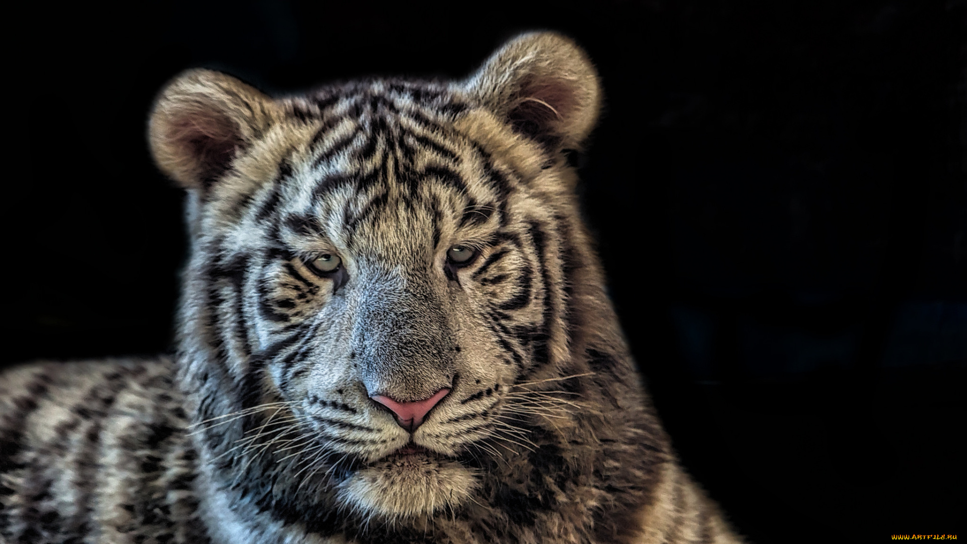 животные, тигры, тигр