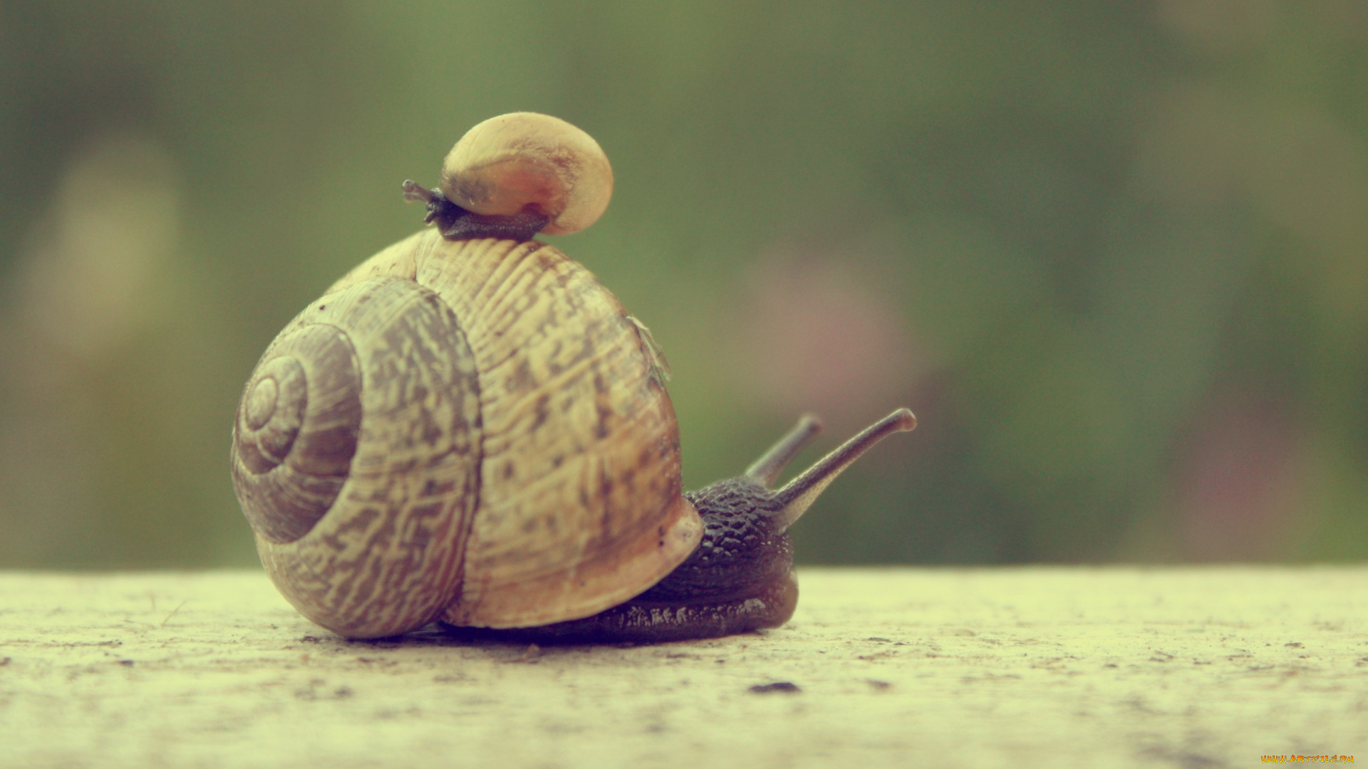 животные, улитки, макро, боке