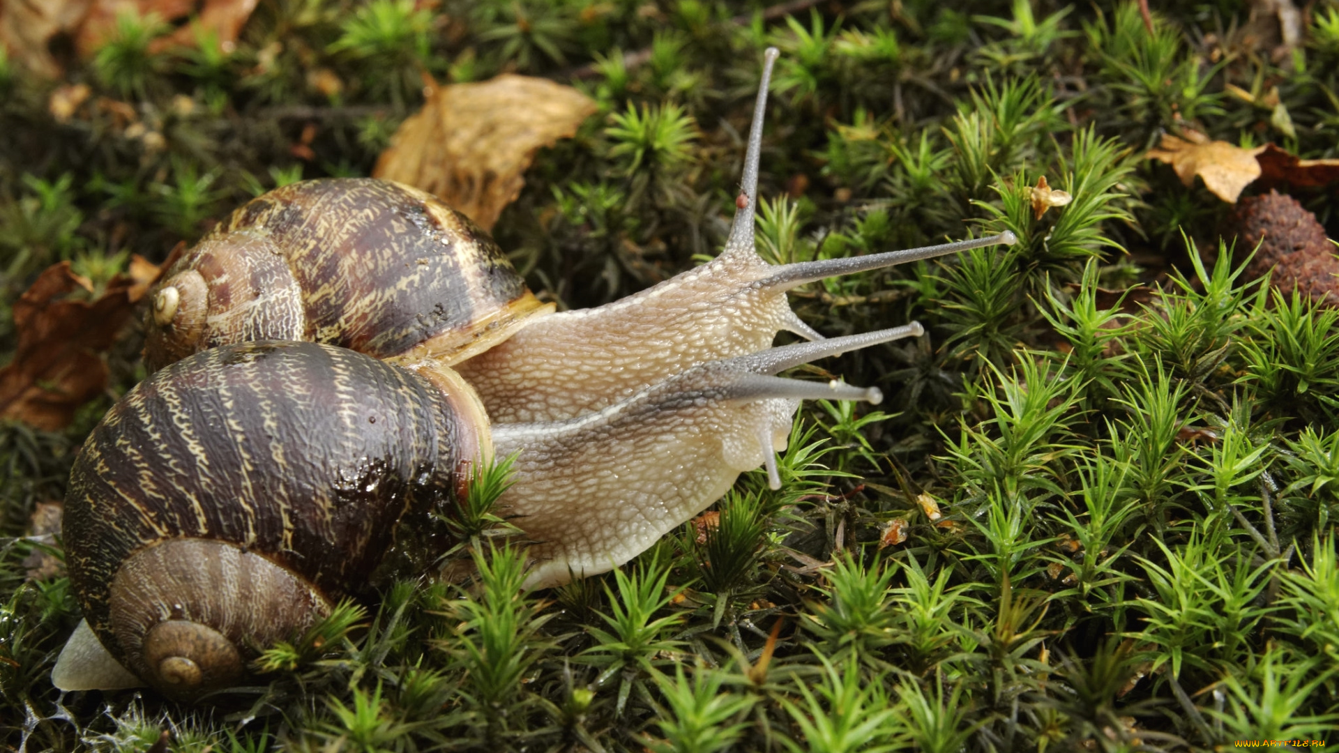 животные, улитки, мох, рожки, пара