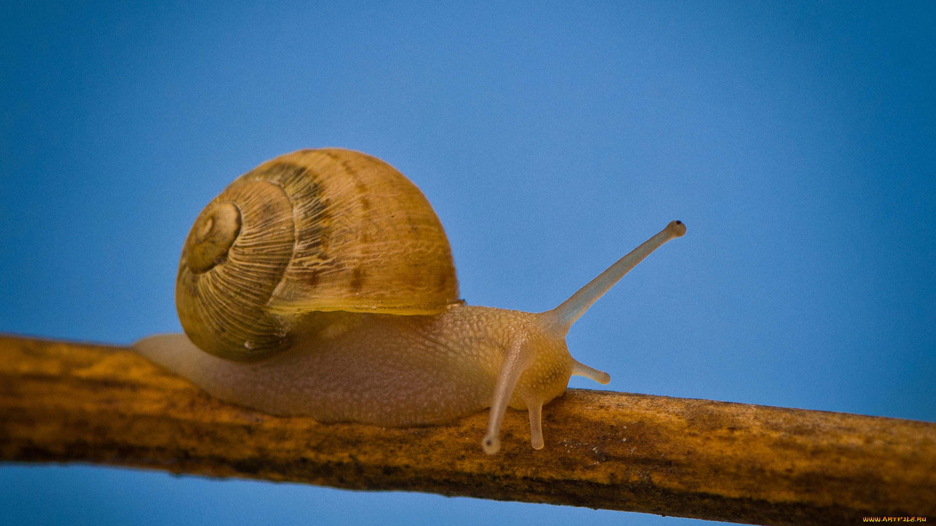 животные, улитки, раковина, улитка, природа, ветка