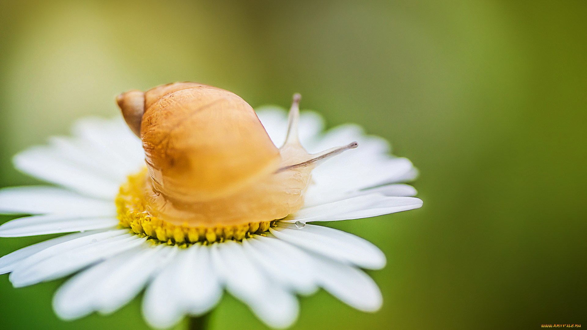животные, улитки, улитка, ромашка, природа