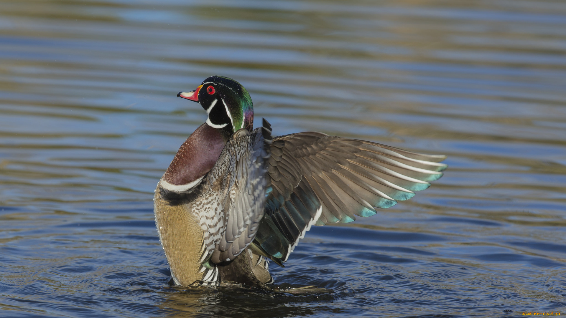 животные, утки, плавает, крылья, мандаринка, утка, птица, озеро, вода