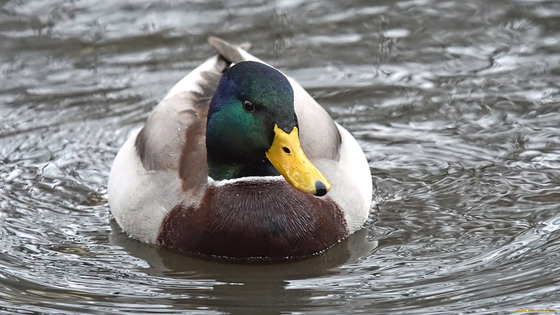 животные, утки, плывёт, вода, утка