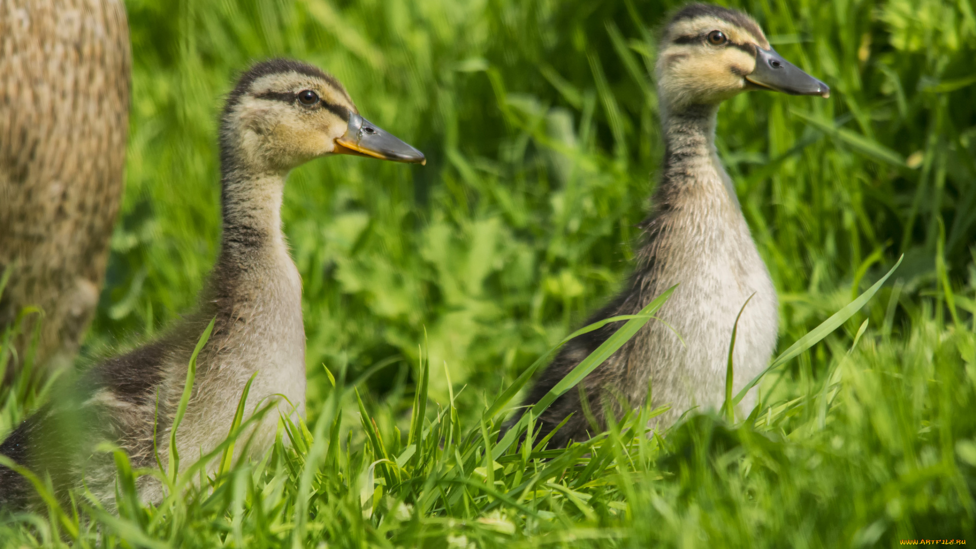 животные, утки, утята