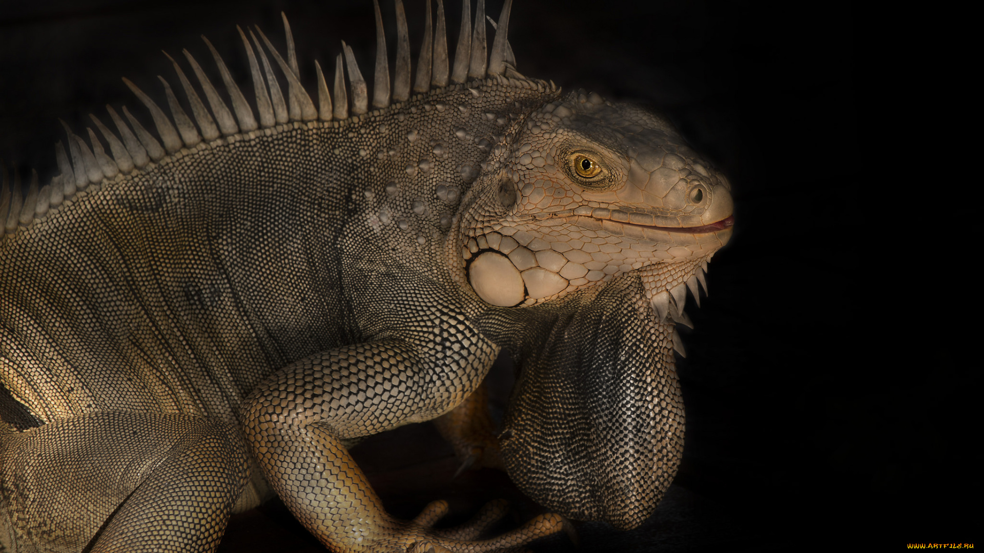 животные, Ящерицы, , игуаны, , вараны, игуана, голова, гребень