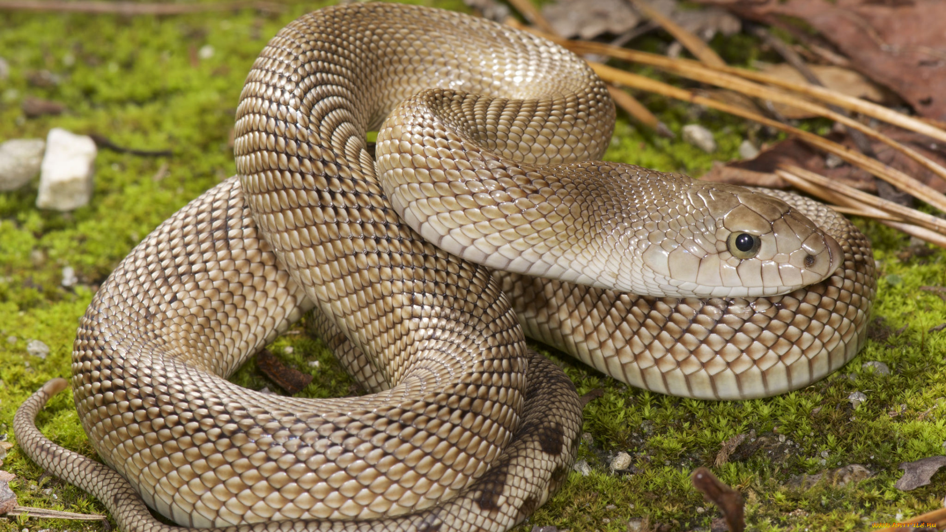 животные, змеи, , питоны, , кобры, змея