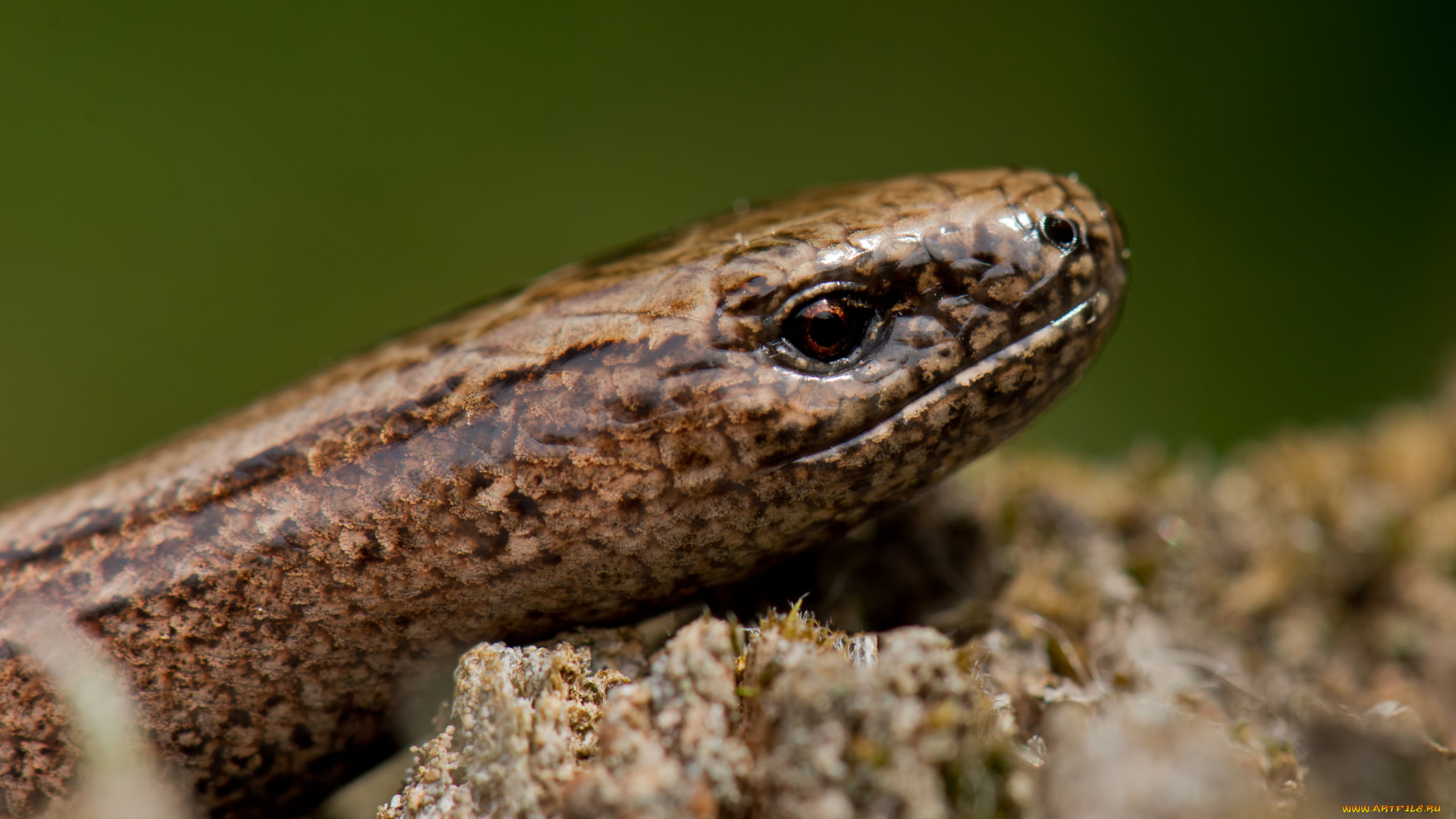 животные, змеи, , питоны, , кобры, змея, голова, коричневая, фон