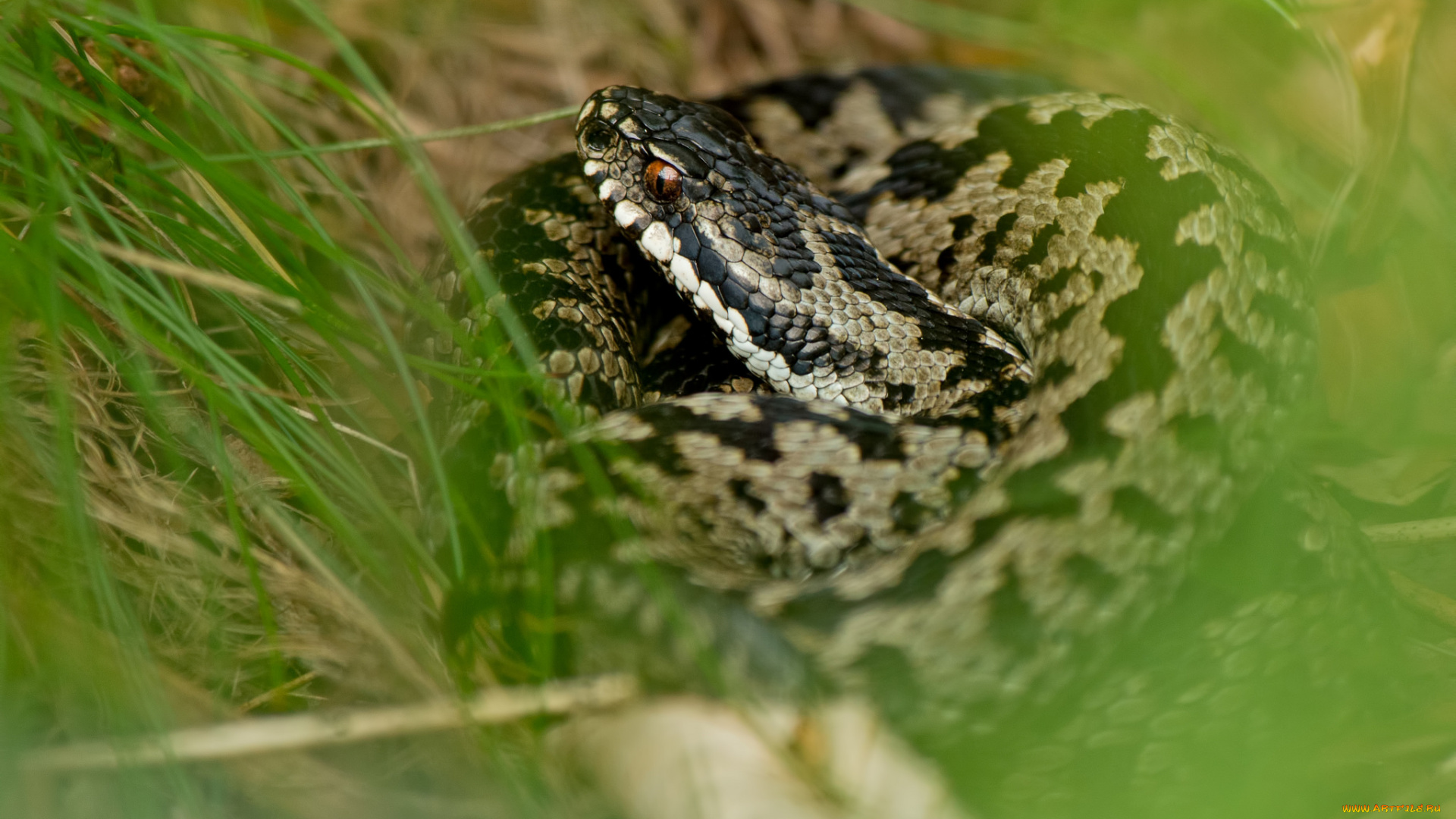 животные, змеи, , питоны, , кобры, змея, трава, зелень, растения, размытость