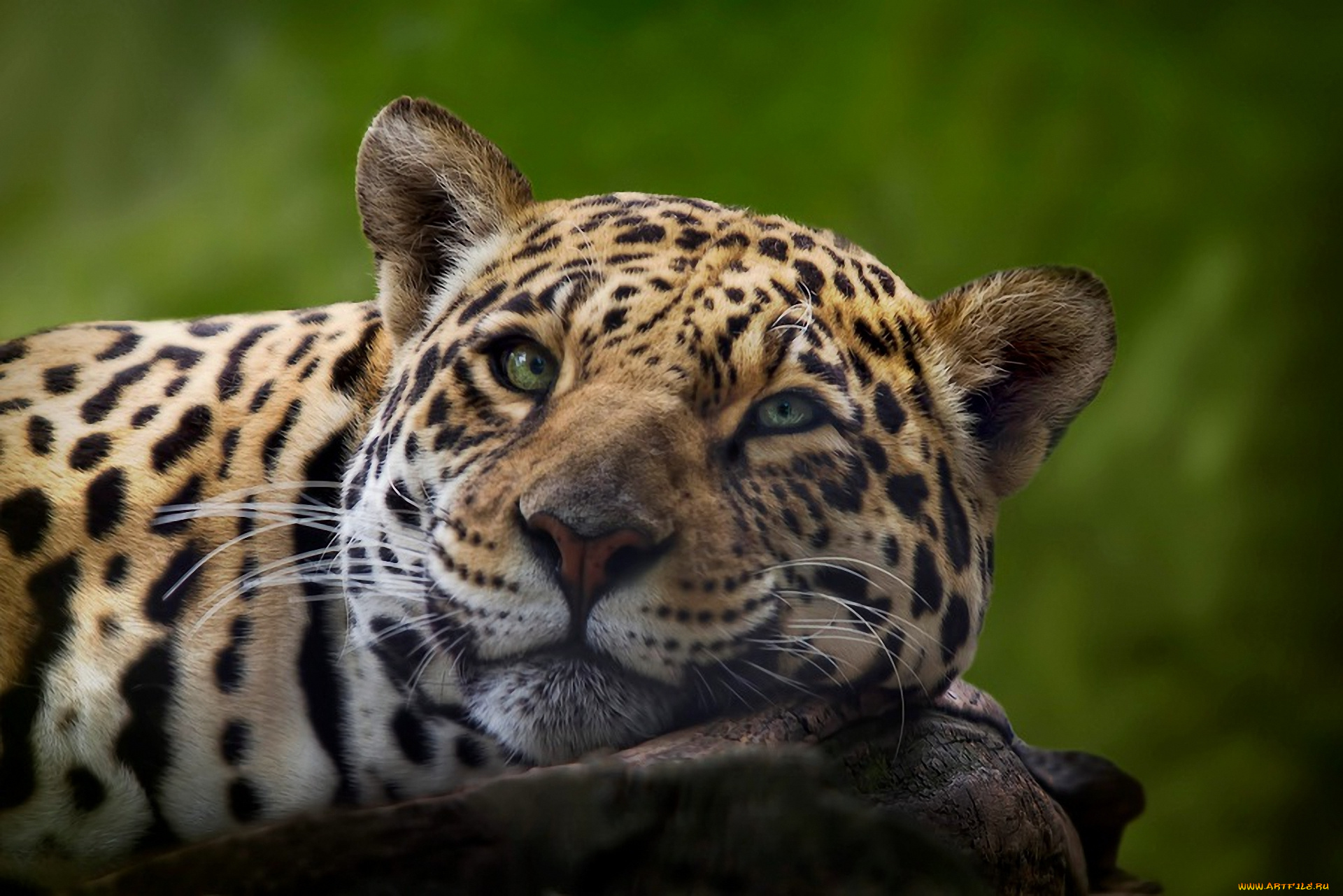 животные, Ягуары, взгляд, портрет